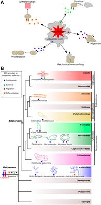 The constructive function of apoptosis: More than a dead-end job